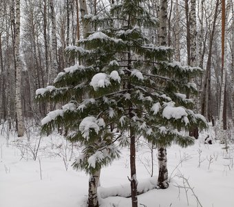 Кедр под снегом