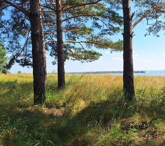 Прибрежная территория реки Обь