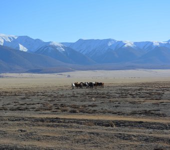 Курайская степь