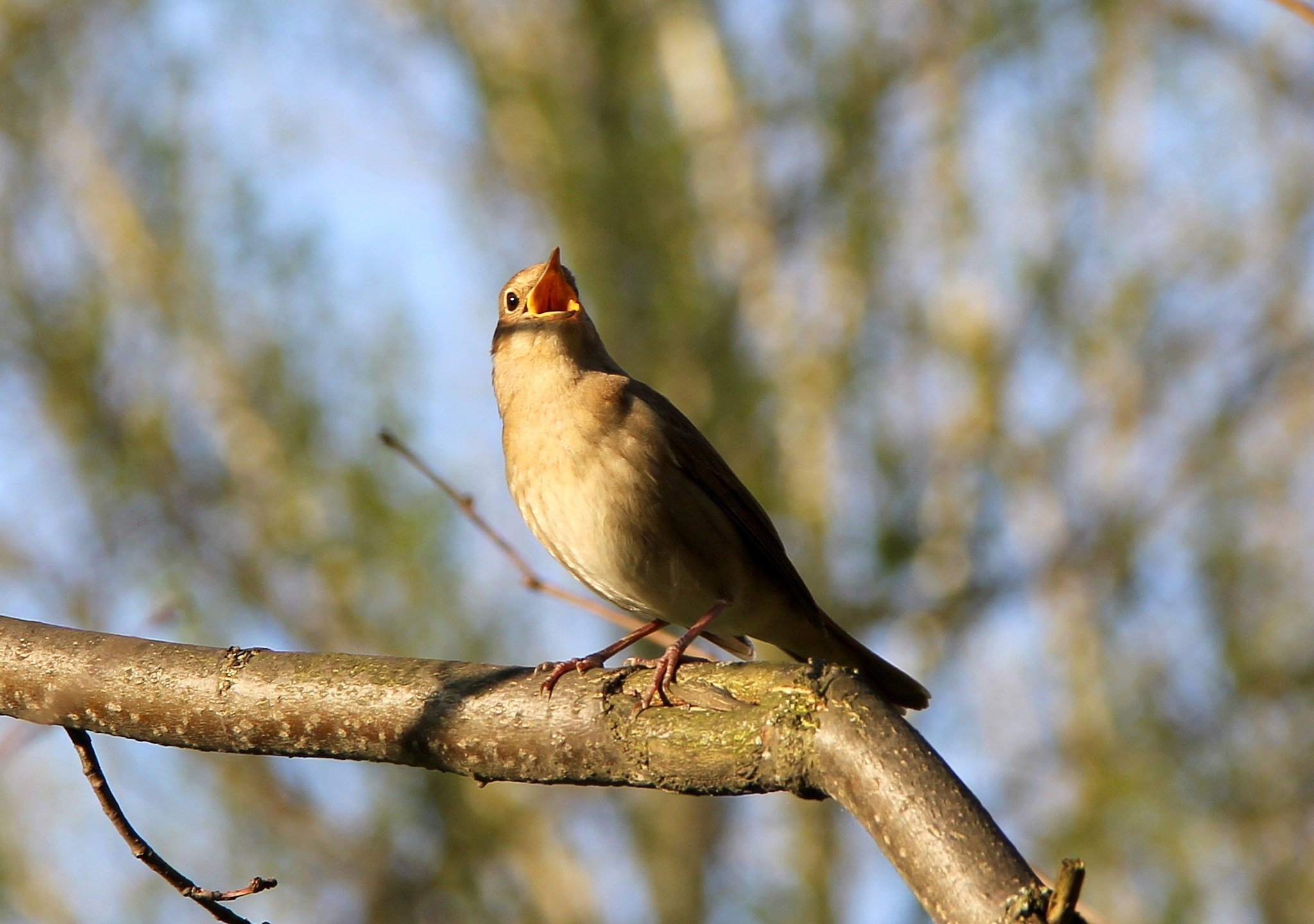 В роще пел соловушка