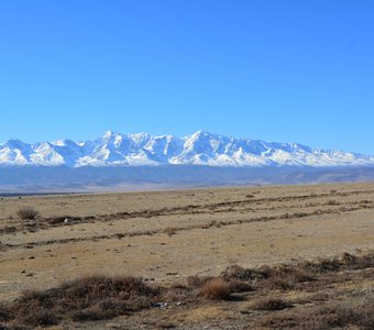 Курайская степ. Горный Алтай