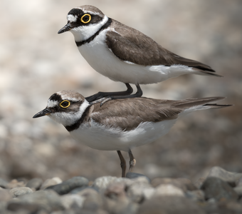 Малый зуёк (Charadrius dubius)
