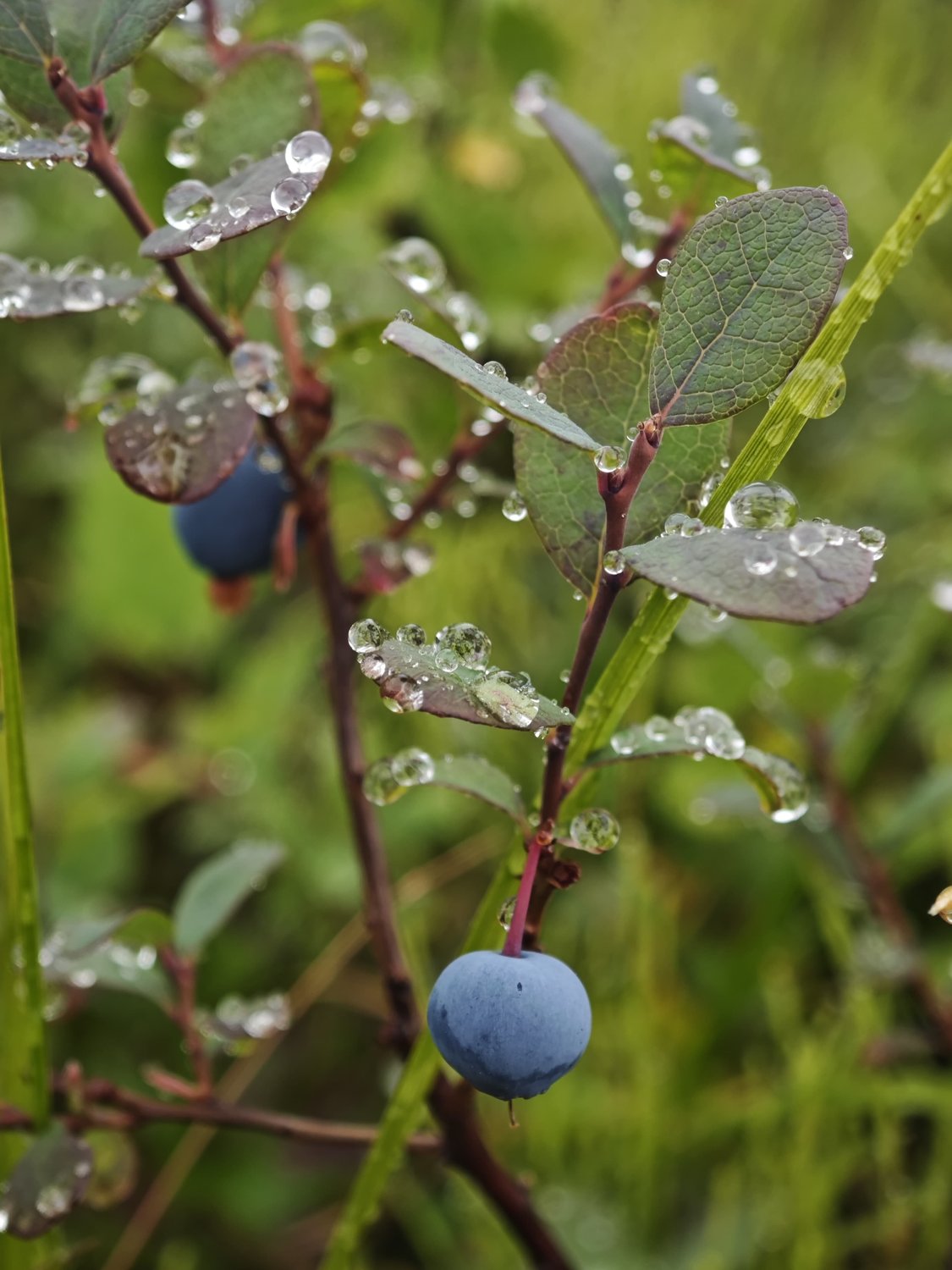 Дары тундры