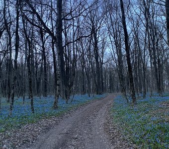 Весенний лес