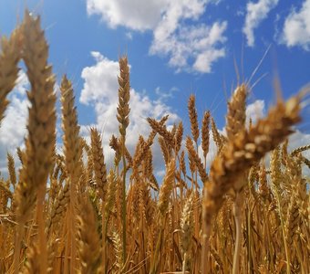 Золотая нива