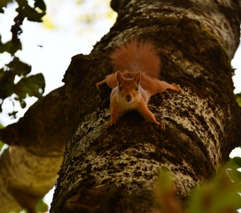 Белочка - йог