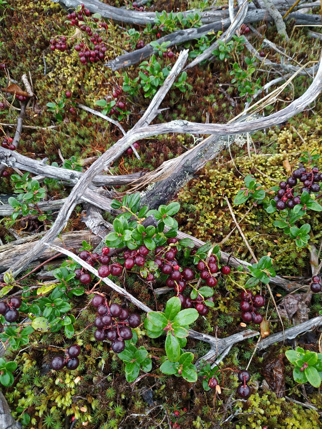 Брусничные поля