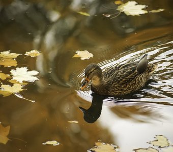Осень в воде