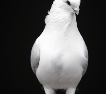 Красота в одиночестве