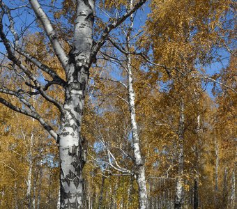 Золотой лес