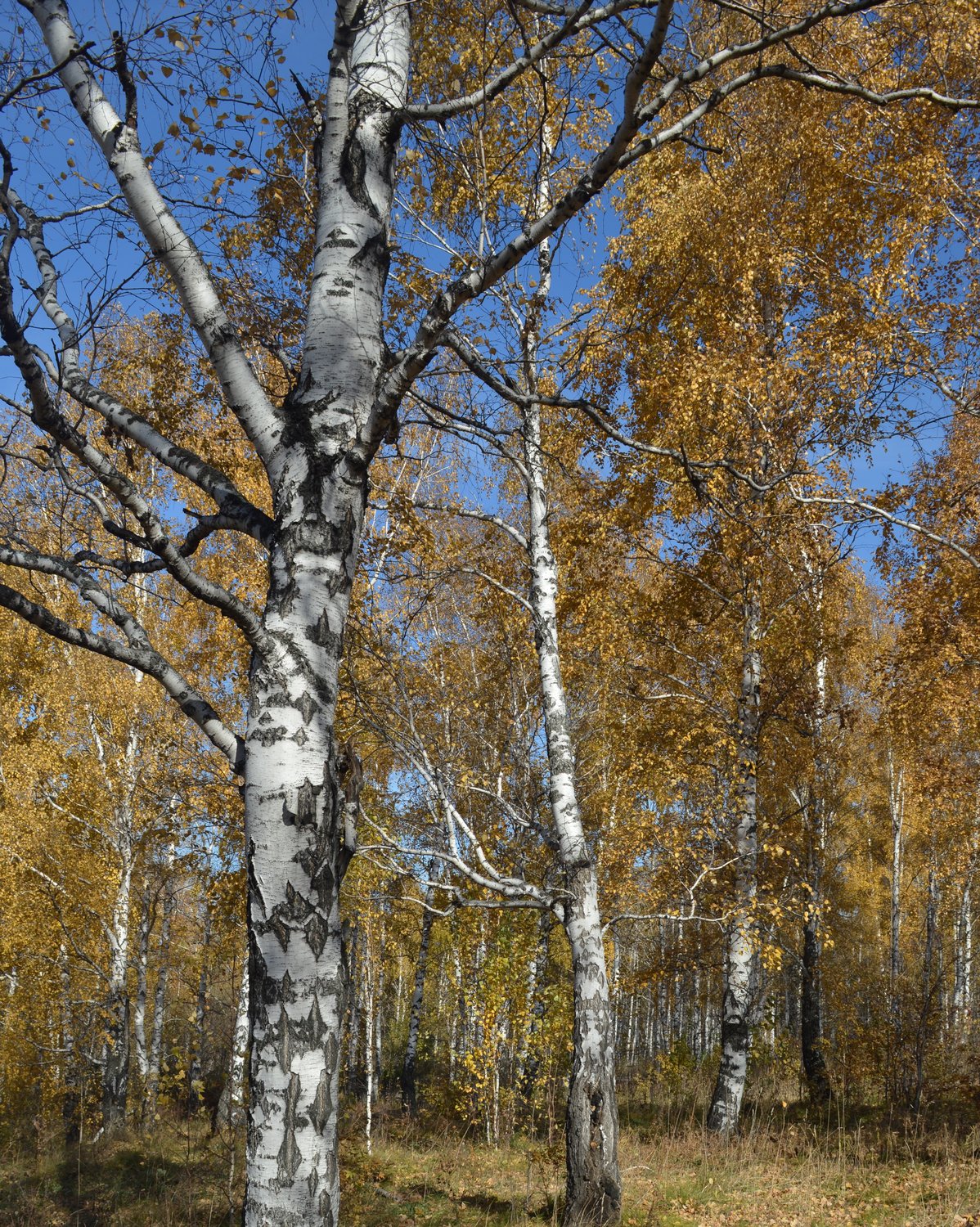 Золотой лес