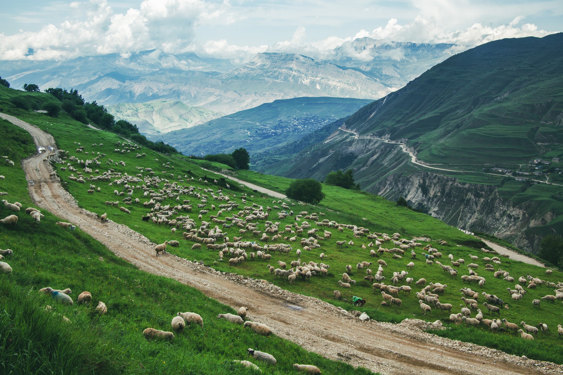 Дорога среди овец или овцы среди дороги