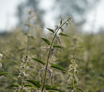 Крапива хрустальная