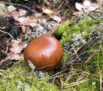 Белый польский гриб