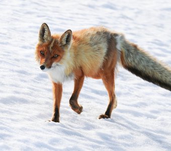 Красная камчатская лисица