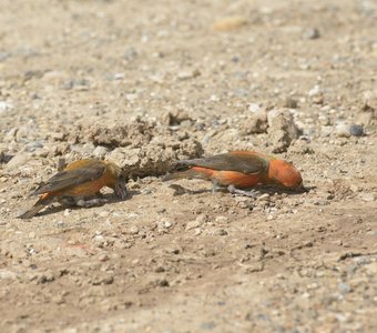 Загадочные клесты. Что за вкусняшки?!