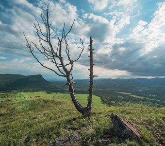 Памятник дереву и древней крепости