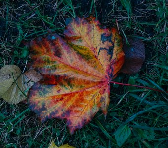 Последние краски