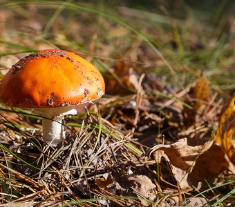 Лесной житель