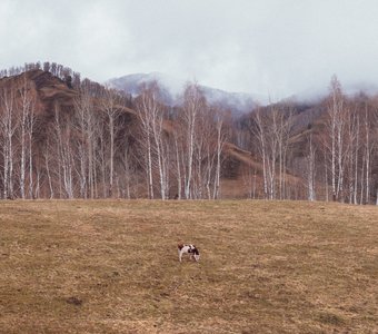 Весенние луга Алтая