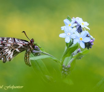 Zerynthia polyxena