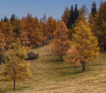 Рыжая осень