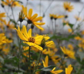 и опять цветение Земли