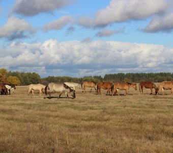 Башкирские лошади