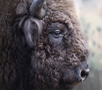 Зубр (Bison bonasus)