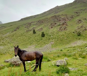 Лошадь в предгорьях Кавказа