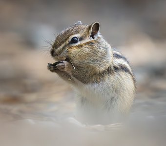 Бурундук и семечка