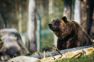 Конкурс толстых медведей на Аляске сорвала смертельная схватка участников