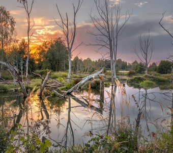 Вечером на болоте...