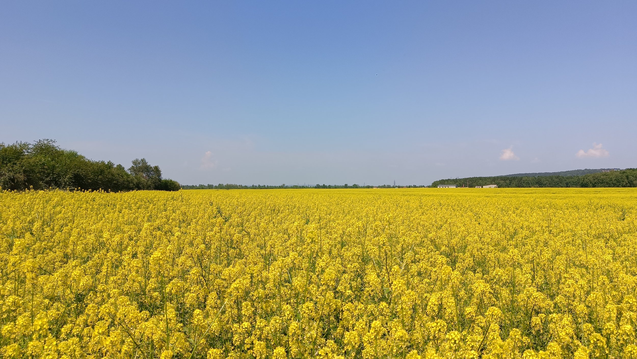 Рапсовое поле