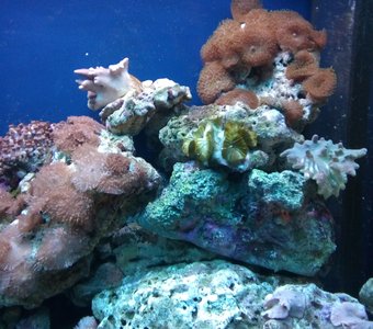 Риф в аквариуме.