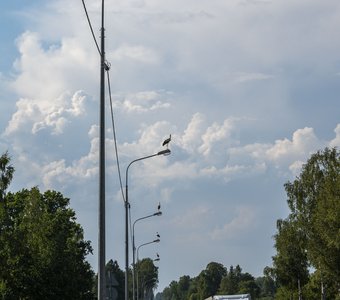 Стражи дороги.