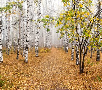 Золотая осень в березовой роще