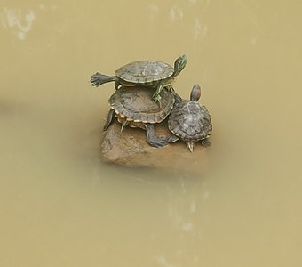 Черепашки на страже.