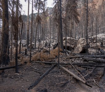 Черный лес