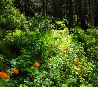 Цветение купальниц