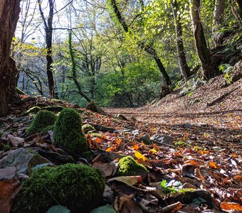 Осенняя тропа