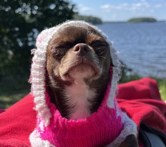 Собака на отдыхе