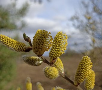 Пробуждение