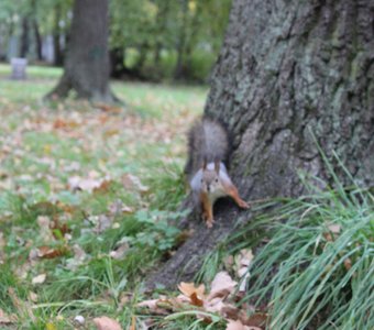 Любопытная белка 🐿️