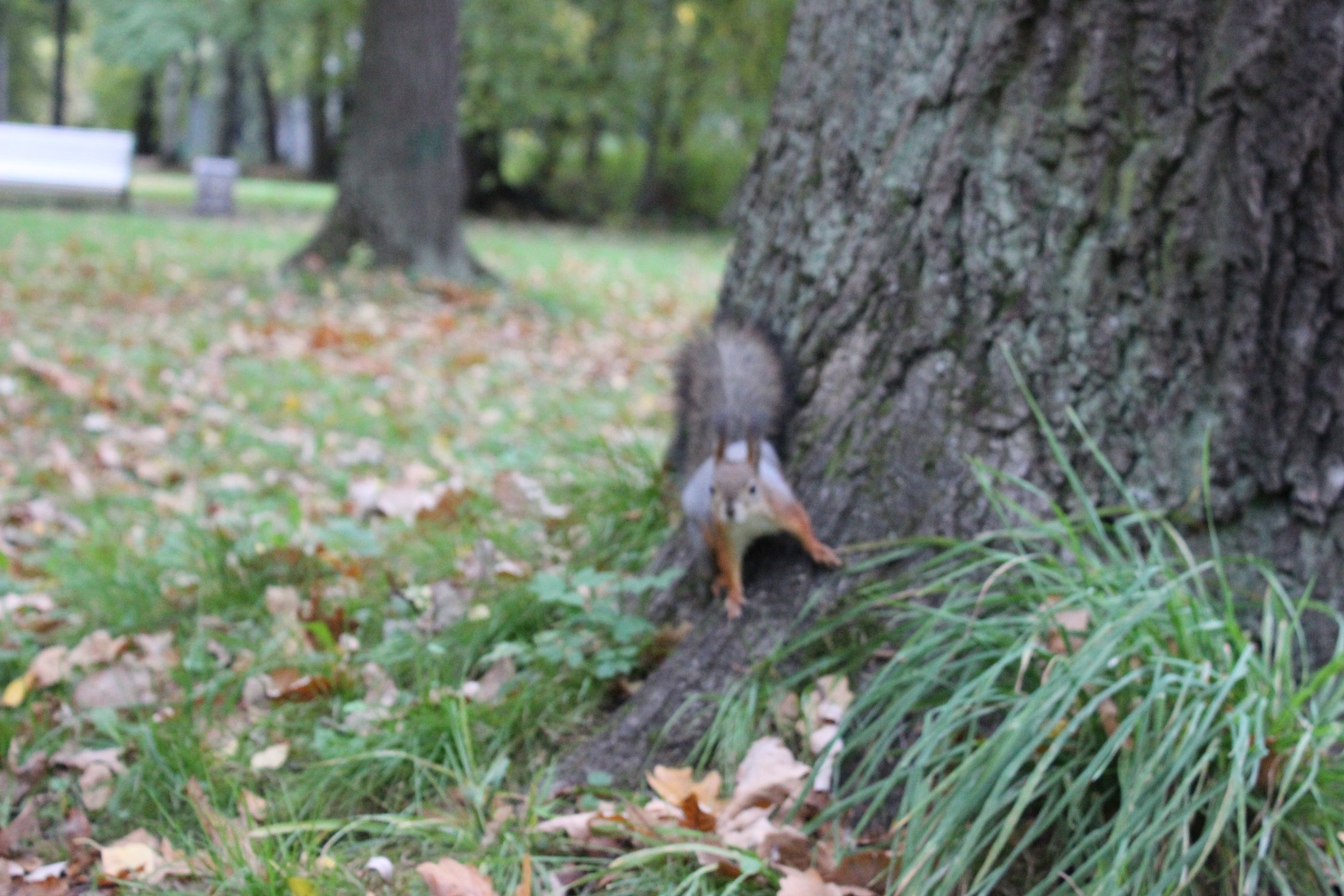 Любопытная белка 🐿️