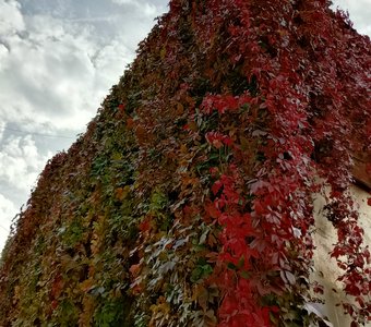 Живая стена