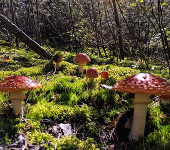 Полянка мухоморов