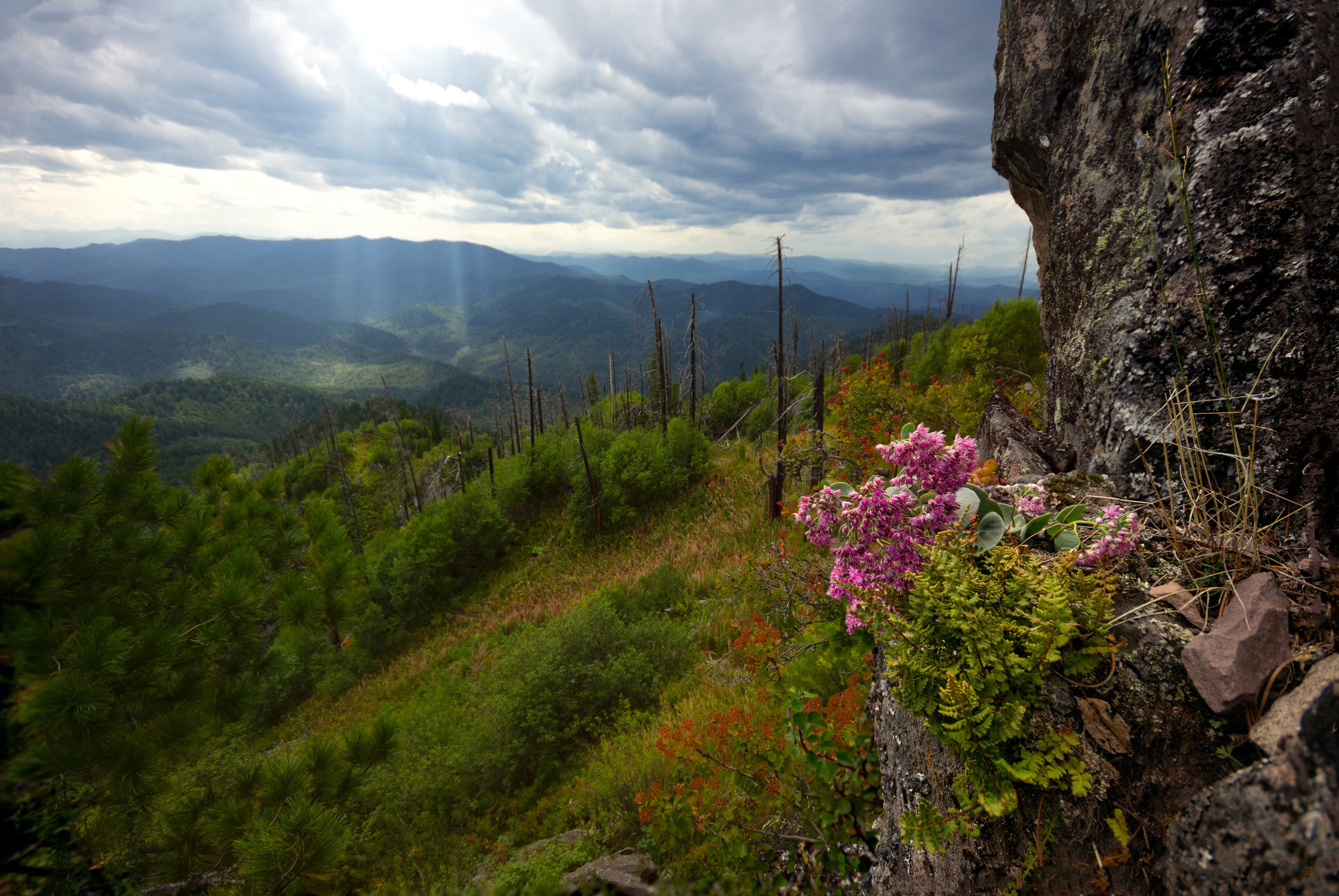 Цветы наблюдают за лучами солнца