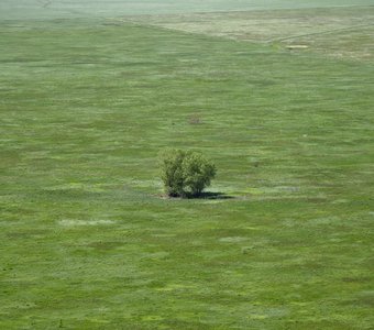 Весна в степи