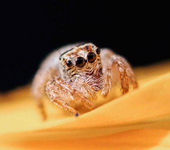 Паук-скакун